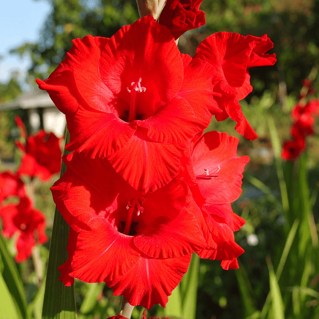 Pack Gladiolos Abril 2026 (Cormos)