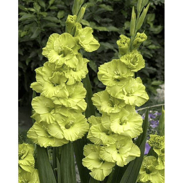 Pack Gladiolos Abril 2026 (Cormos)