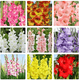 Pack Gladiolos Abril 2026 (Cormos)