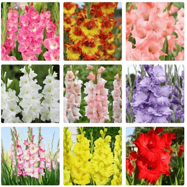 Pack Gladiolos Abril 2026 (Cormos)