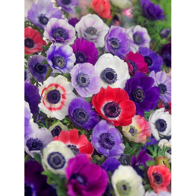 Caja Chica día de la Madre 2026