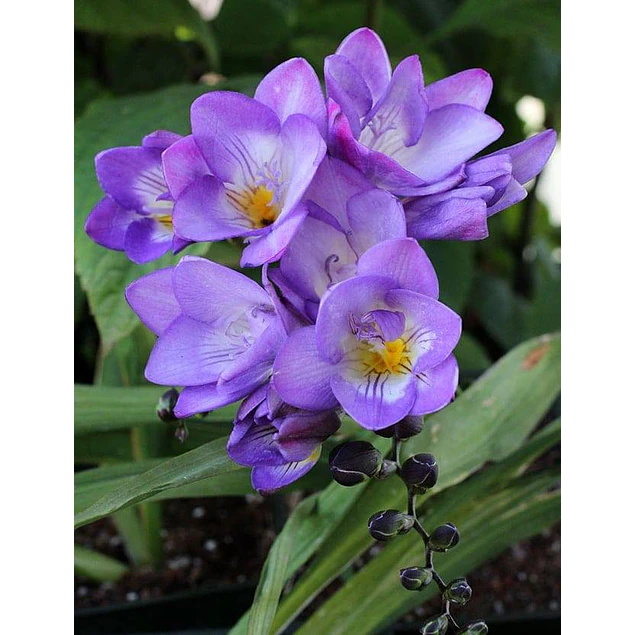 Caja Chica día de la Madre 2026