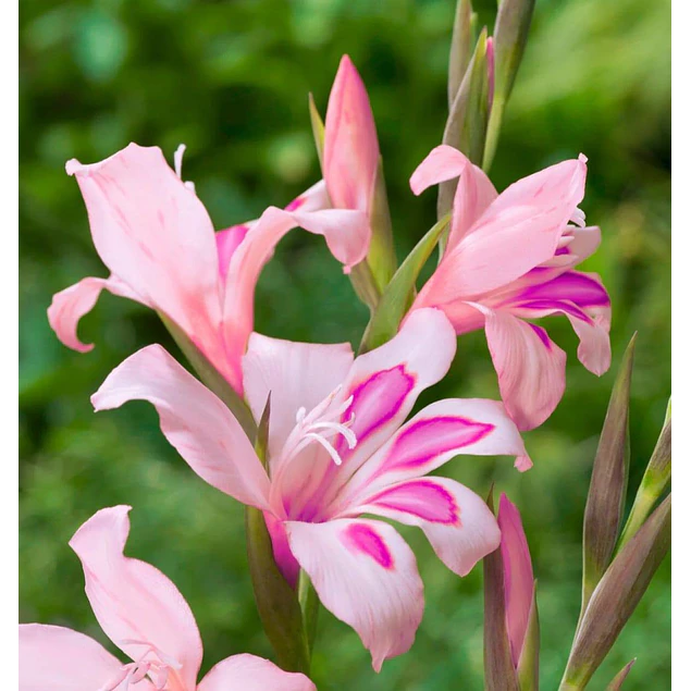 Caja Chica día de la Madre 2026