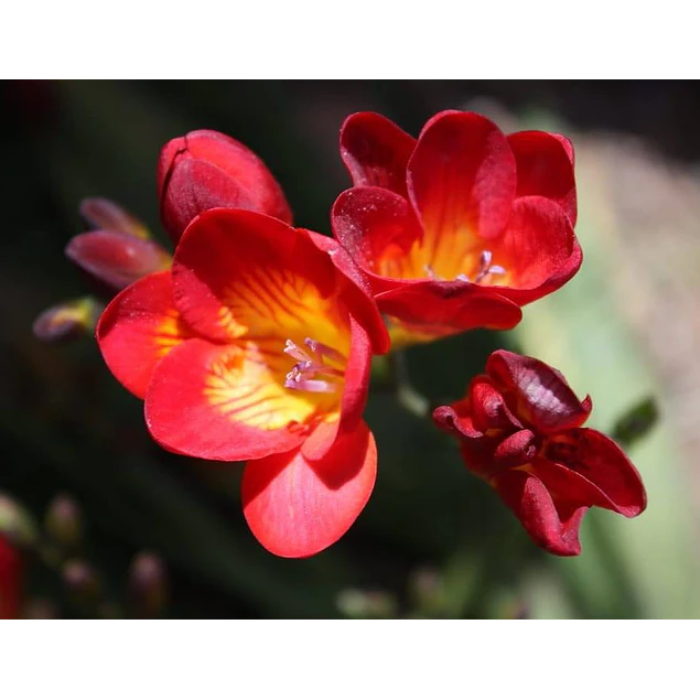 Caja Chica día de la Madre 2026