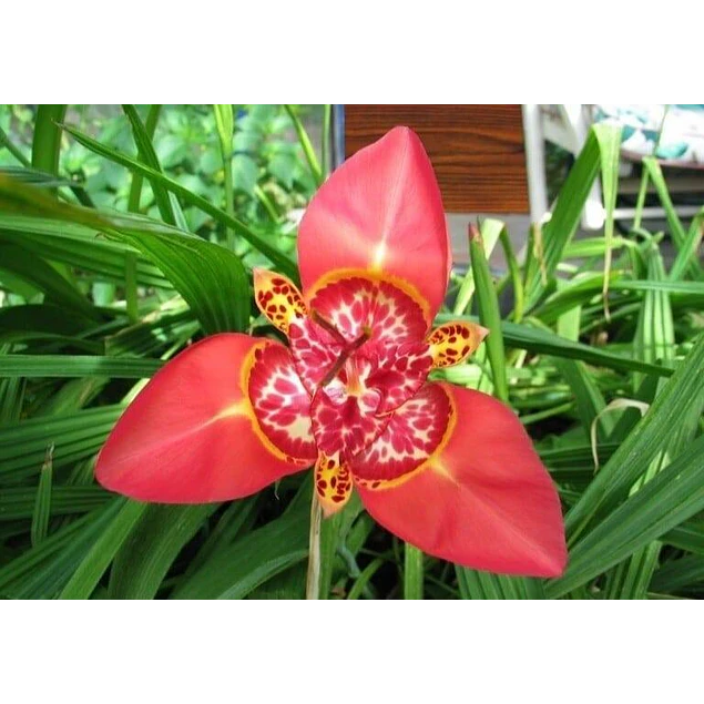 Caja Chica día de la Madre 2026