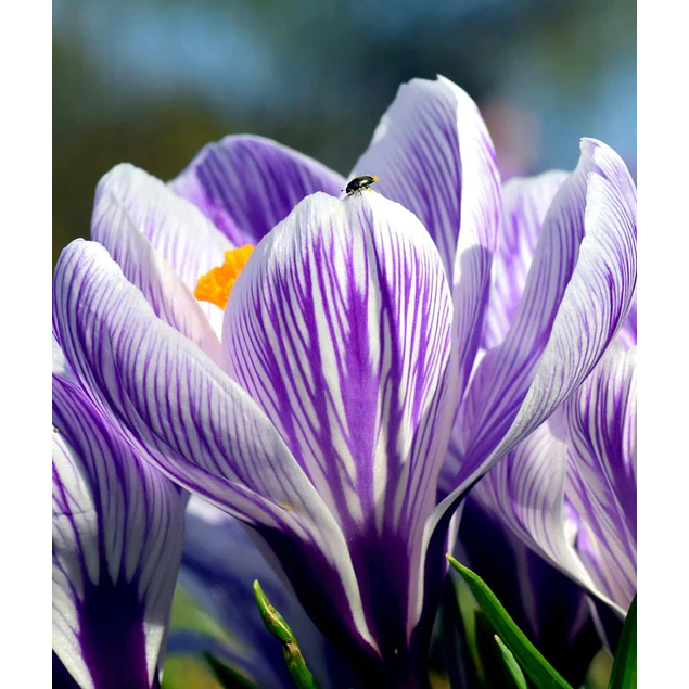 Caja Chica día de la Madre 2026