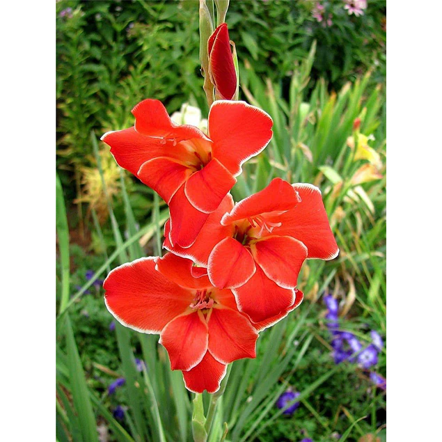 Caja Chica día de la Madre 2026