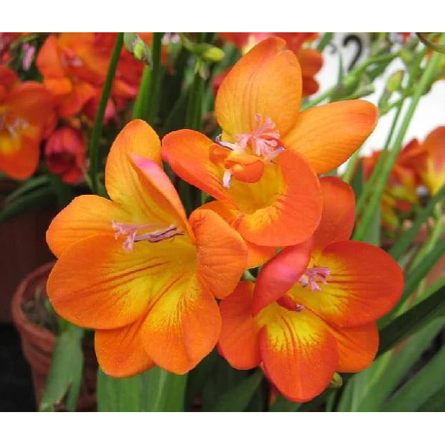 Caja Chica día de la Madre 2026