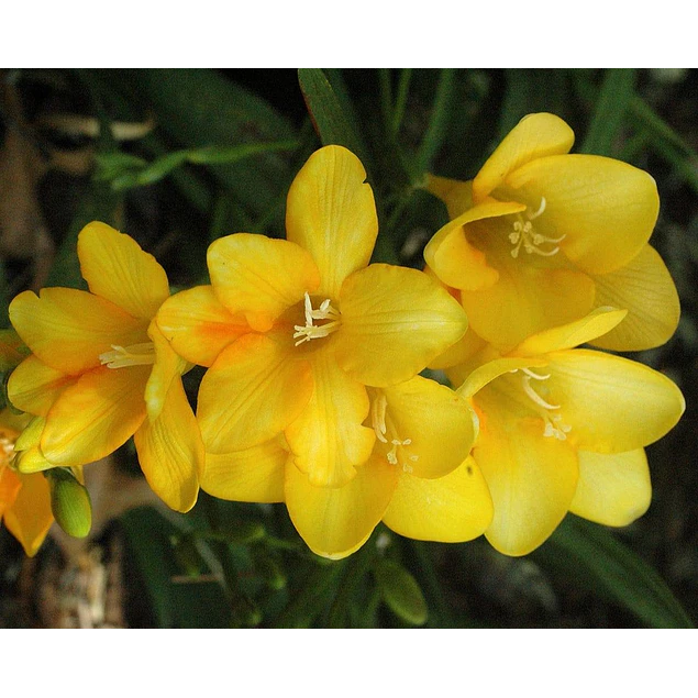 Caja Chica día de la Madre 2026