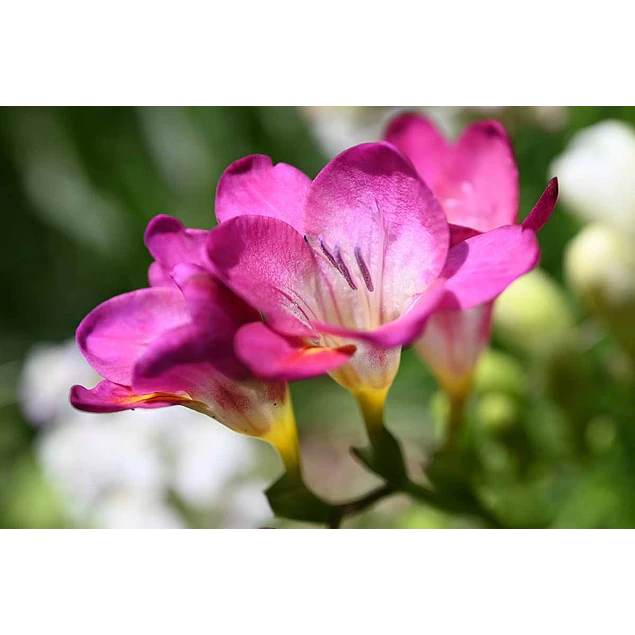Caja Grande dia de la Madre 2026