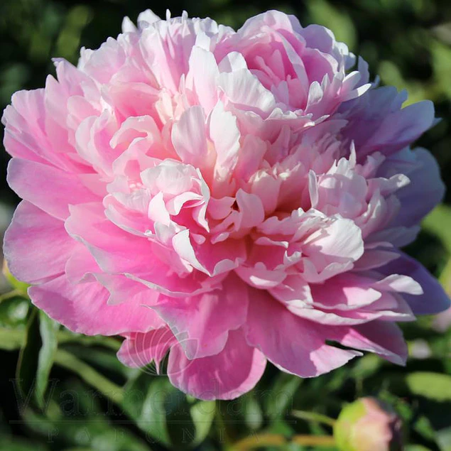 Caja Grande dia de la Madre 2026