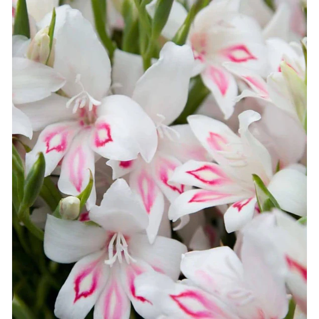 Caja Grande dia de la Madre 2026