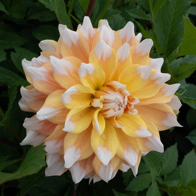 Caja Grande dia de la Madre 2026