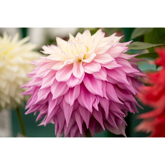 Caja Grande dia de la Madre 2026