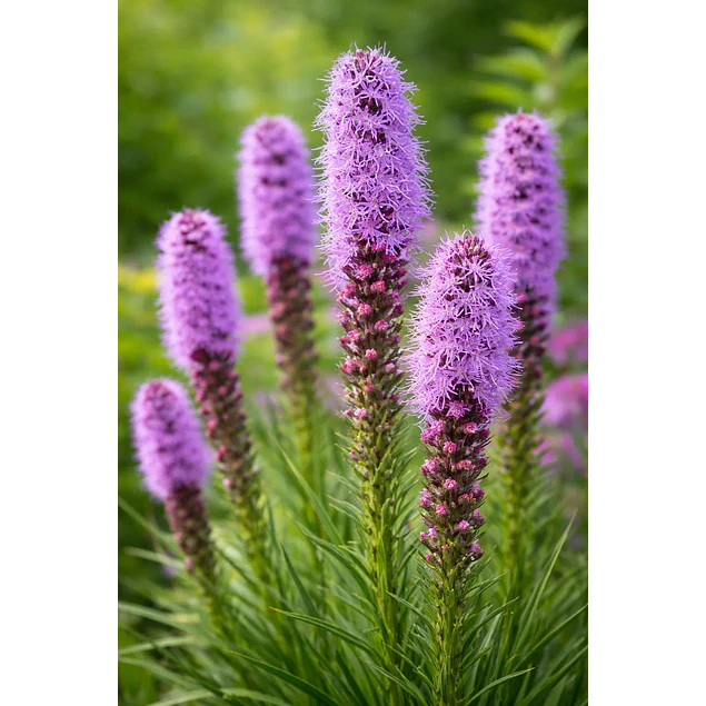 Caja Grande dia de la Madre 2026