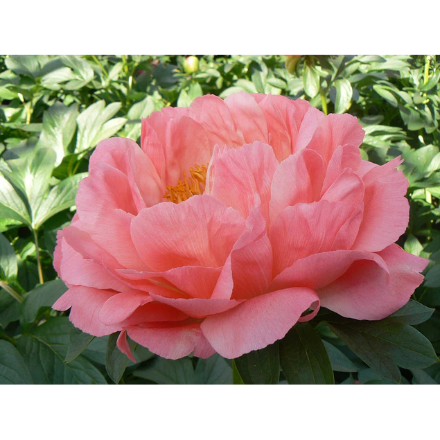 Caja Grande dia de la Madre 2026