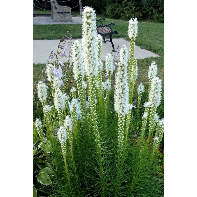 Caja Grande dia de la Madre 2026