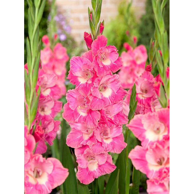 Caja Grande dia de la Madre 2026