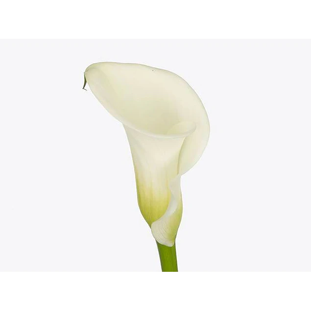 Caja Grande dia de la Madre 2026