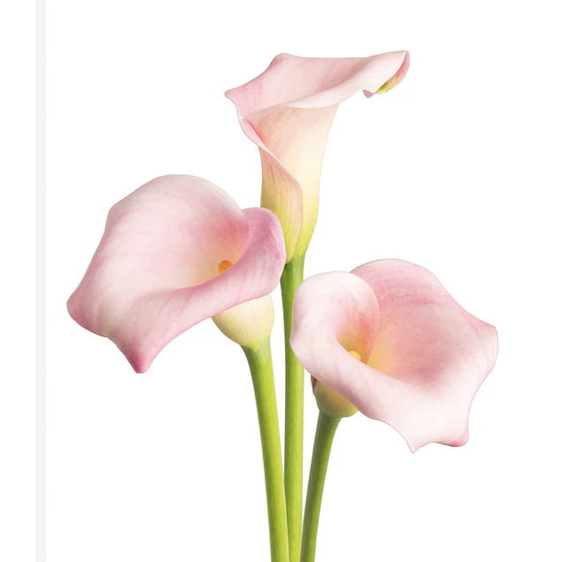 Caja Grande dia de la Madre 2026