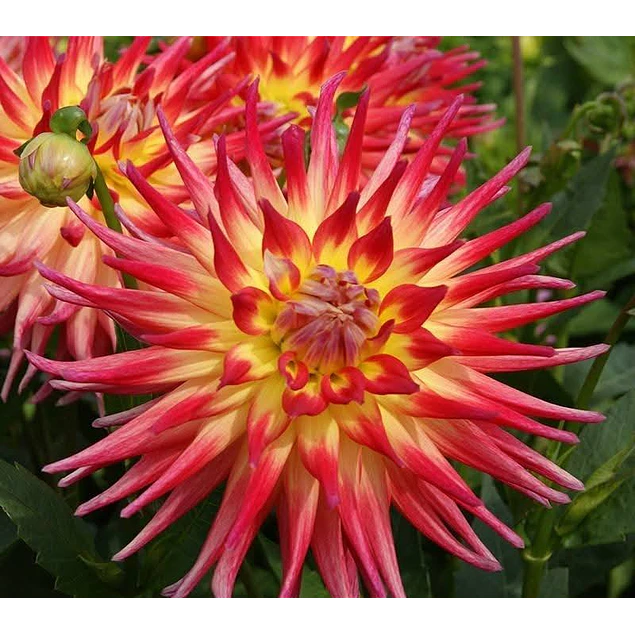 Caja Grande dia de la Madre 2026