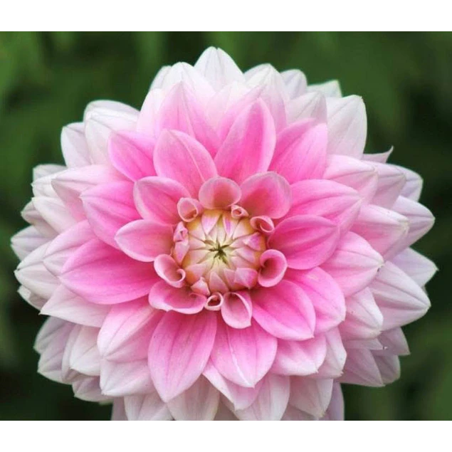 Caja Grande dia de la Madre 2026