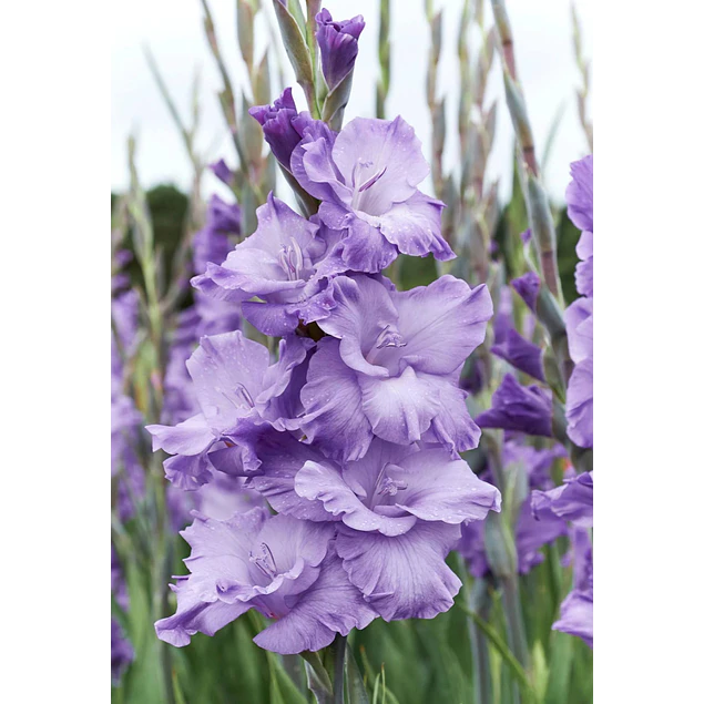 Caja Grande dia de la Madre 2026