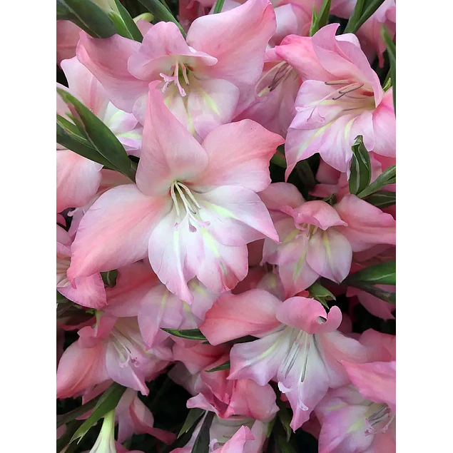 Caja Grande dia de la Madre 2026