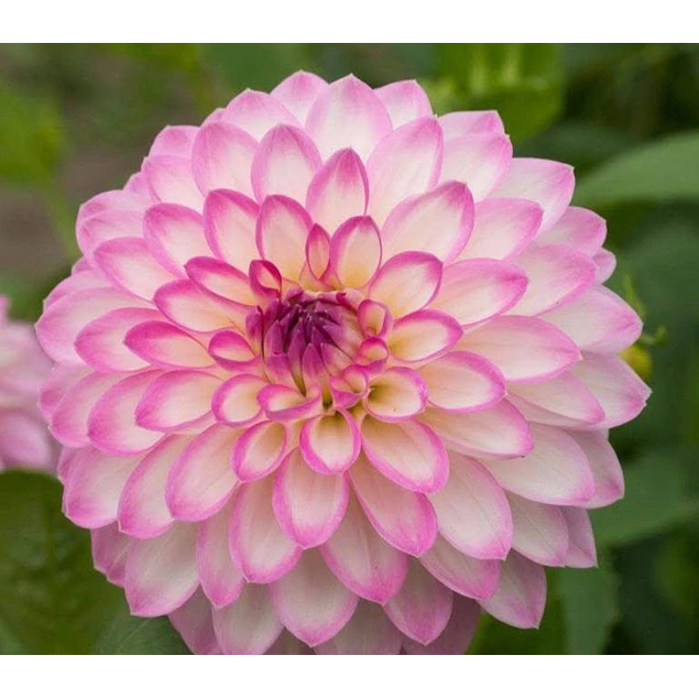 Caja Grande dia de la Madre 2026