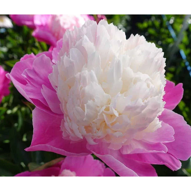 Caja Grande dia de la Madre 2026