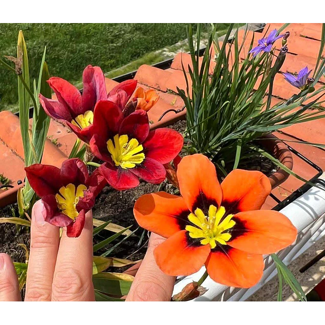 Caja Grande dia de la Madre 2026