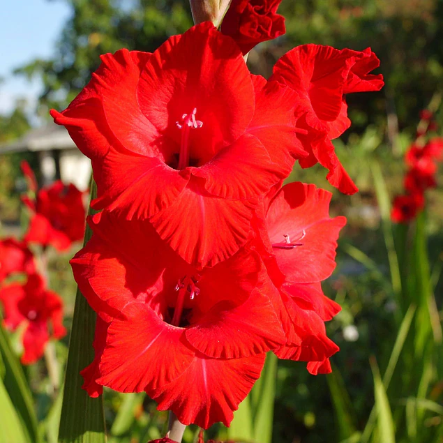 Caja Grande dia de la Madre 2026