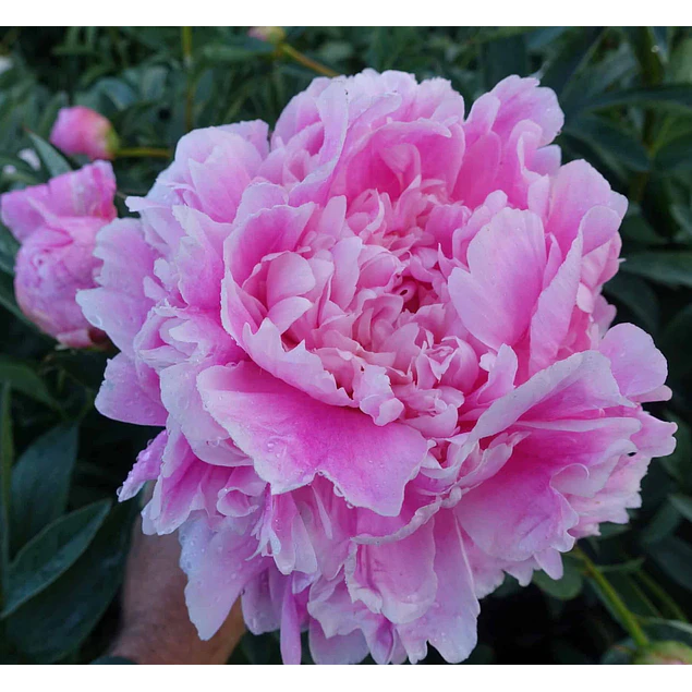 Caja Grande dia de la Madre 2026