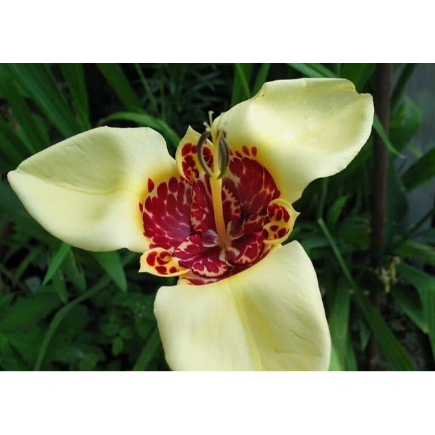 Caja Detalle Dia de la Madre 2026