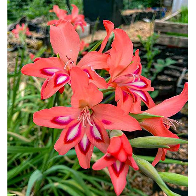 Caja Detalle Dia de la Madre 2026