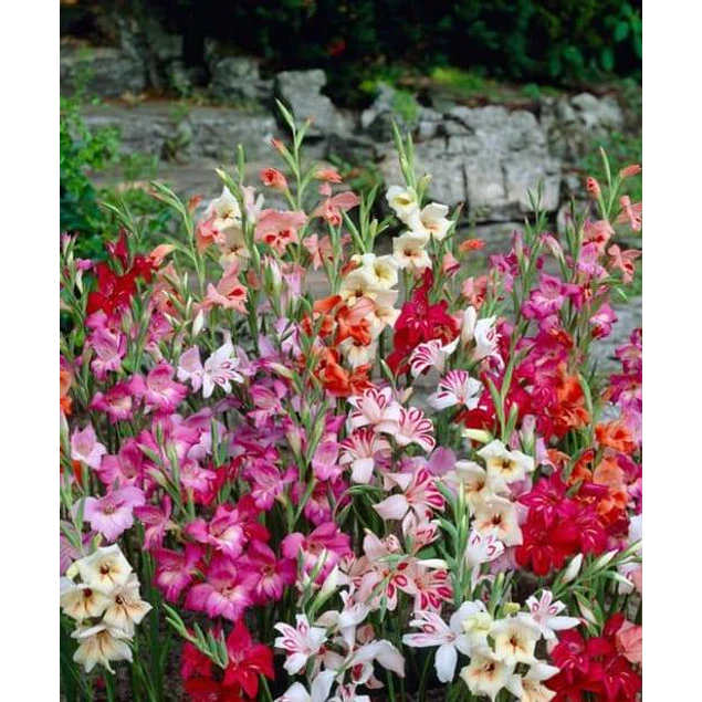 Caja Detalle Dia de la Madre 2026