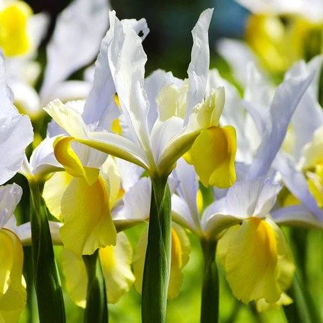 Tazon dia de la Madre con Bulbos