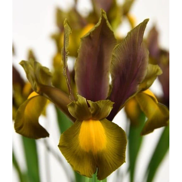 Tazon dia de la Madre con Bulbos