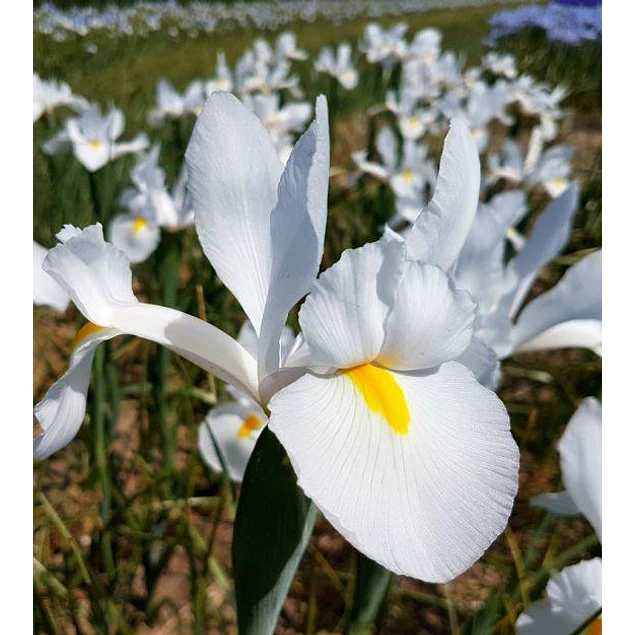 Tazon dia de la Madre con Bulbos