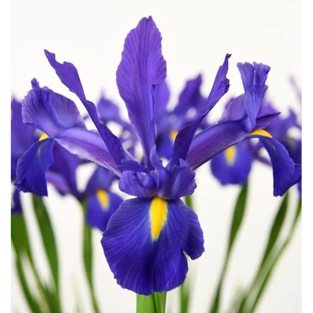 Tazon dia de la Madre con Bulbos