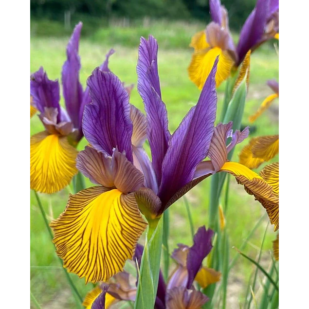 Tazon dia de la Madre con Bulbos