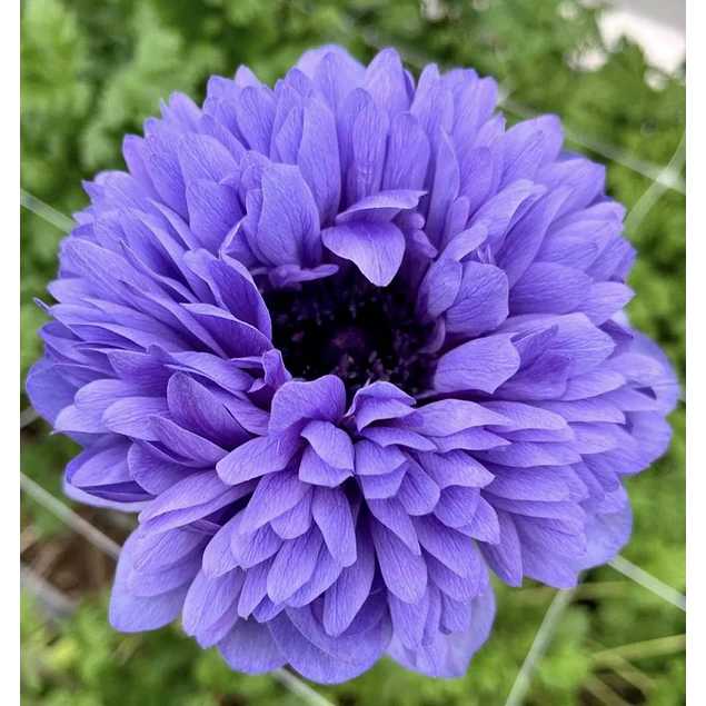 Tazon dia de la Madre con Bulbos