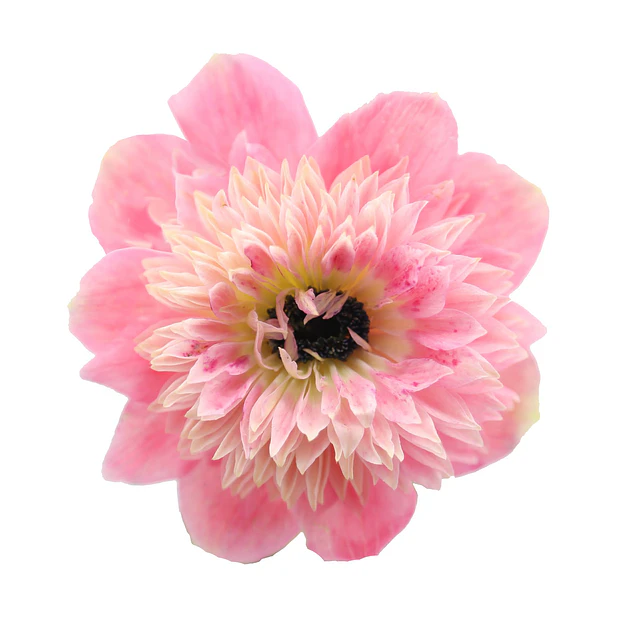 Tazon dia de la Madre con Bulbos