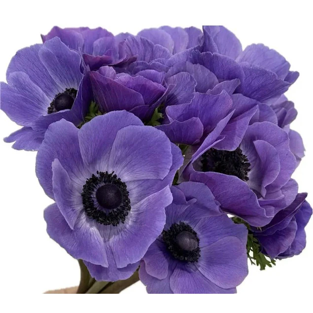 Tazon dia de la Madre con Bulbos