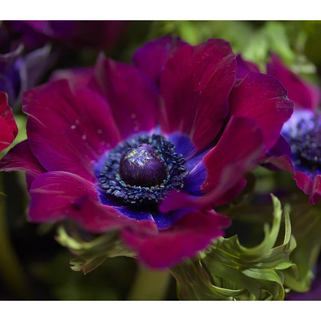 Tazon dia de la Madre con Bulbos