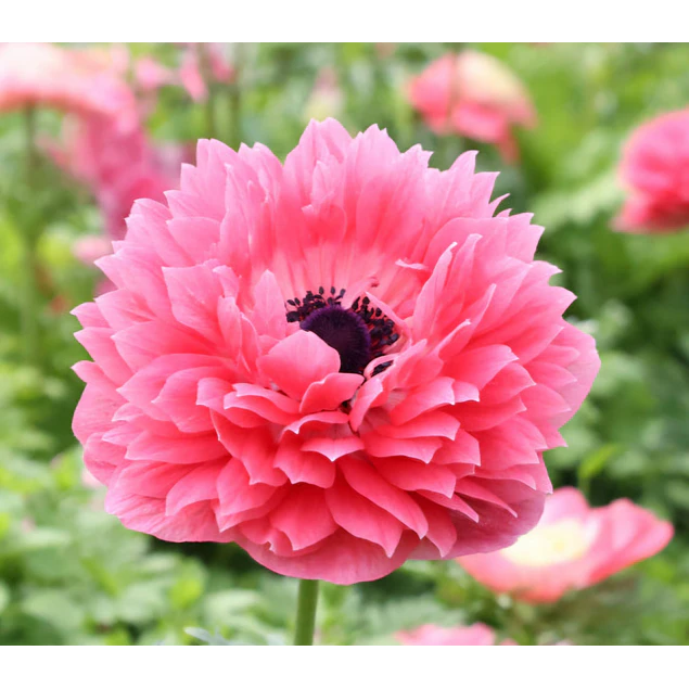 Tazon dia de la Madre con Bulbos