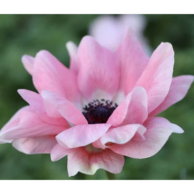 Tazon dia de la Madre con Bulbos