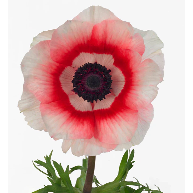 Tazon dia de la Madre con Bulbos