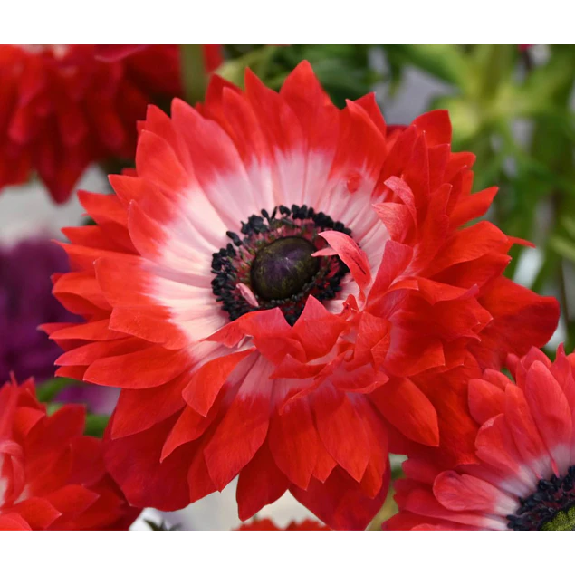 Tazon dia de la Madre con Bulbos