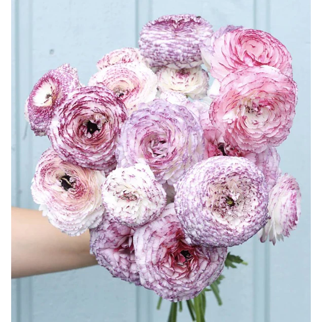 Tazon dia de la Madre con Bulbos